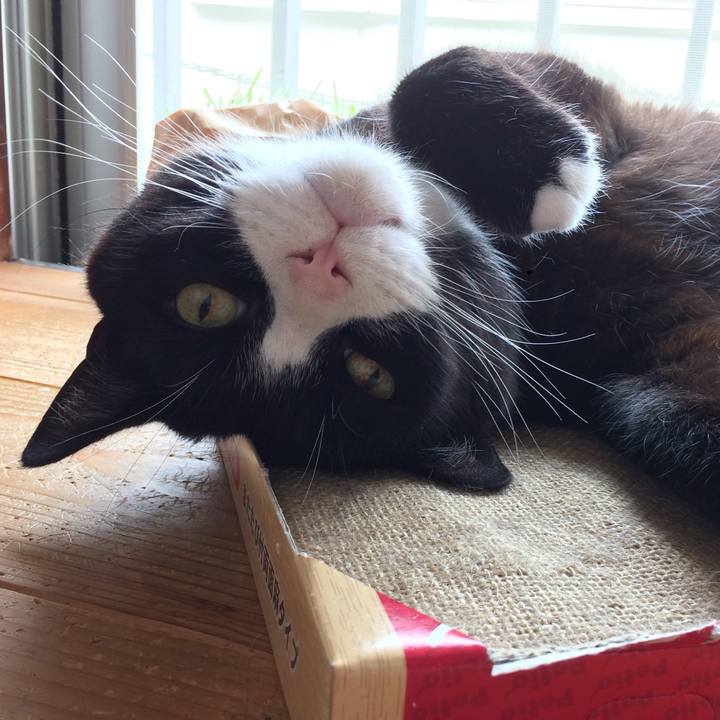 8f19c7df 739a 4883 b8c0 f86046cb4ee0