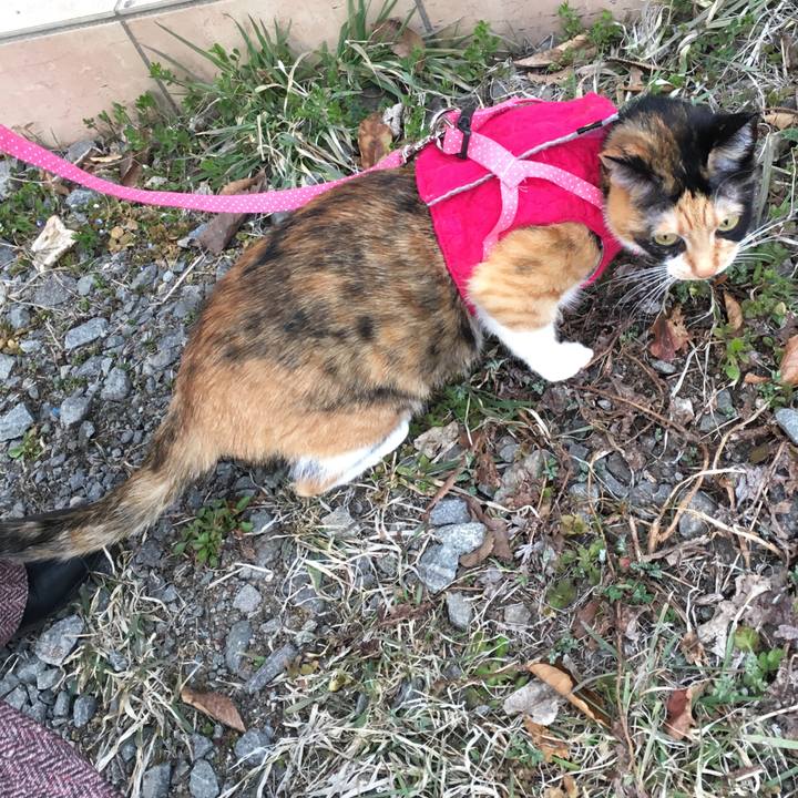 8f1a52fd bcae 470c a961 a52037924ca9