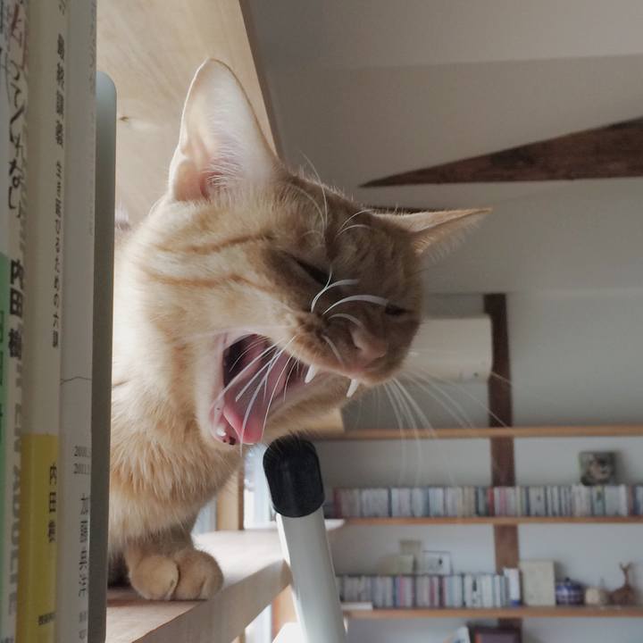 8f1fdcc4 4028 4aa8 93a5 bfa1429b6be8