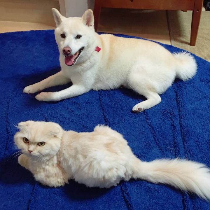 8f248220 a36f 4bca 98dd d7103d35373e