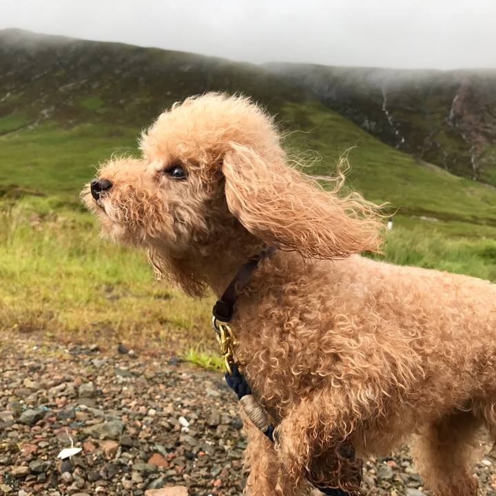 8f2e4cbb f39f 4390 b735 95c13599c1df