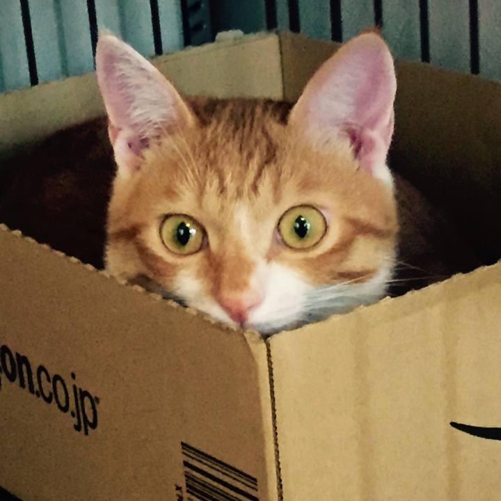 8f2ea945 d754 4551 9685 ff1f0fe4ad5e