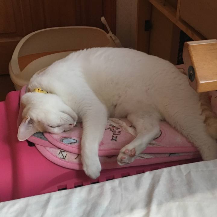 8f5252cd ce91 4d13 a2b4 89a9a5f6a48e