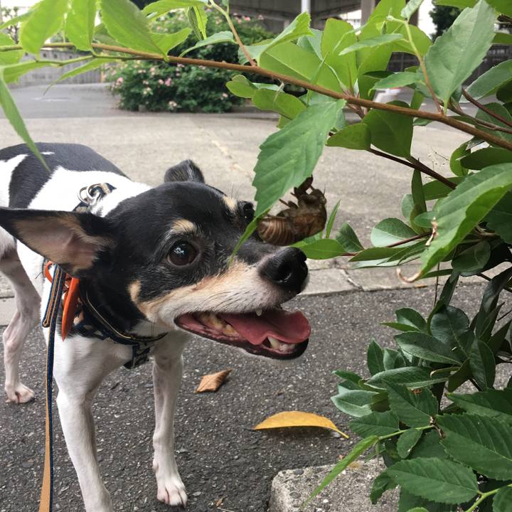 8f526184 516c 4cd5 bbdd f6f50ecaed68