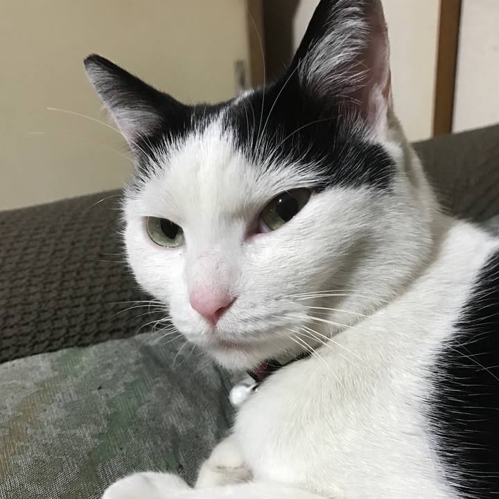 8f54e20c 7892 41f2 b1b1 54bce2e793a3