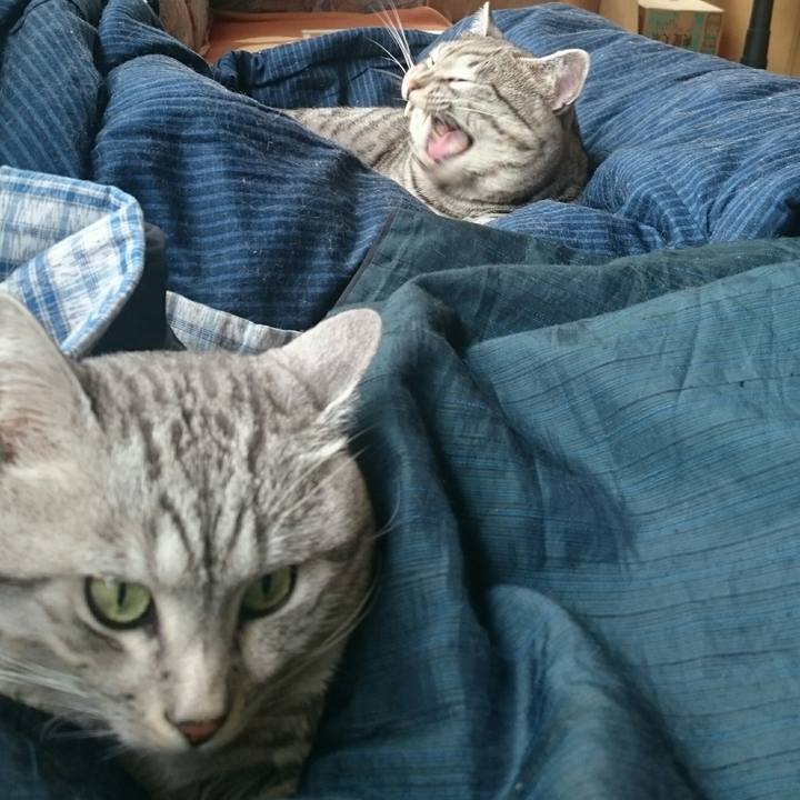 8f62616a 11aa 436a b8d8 9e48390dd93f