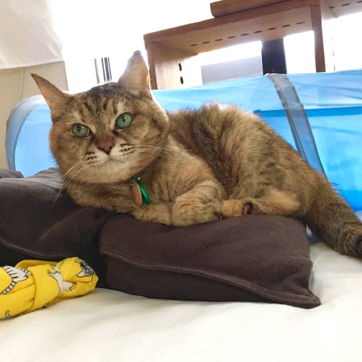 8f6693a0 5941 4c0a a6ad 0c4d452f60aa