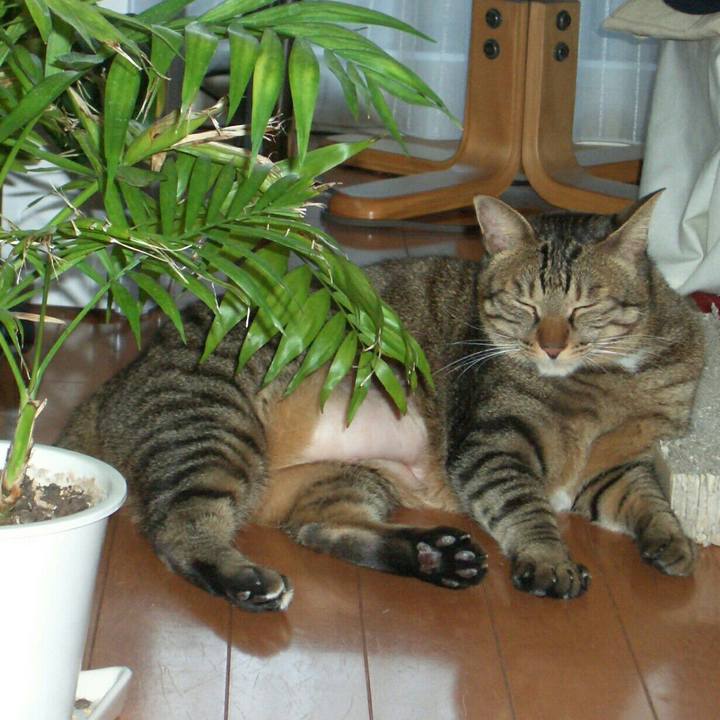 8f66eb8d f95e 4a5d 87cc 4870f90272f5