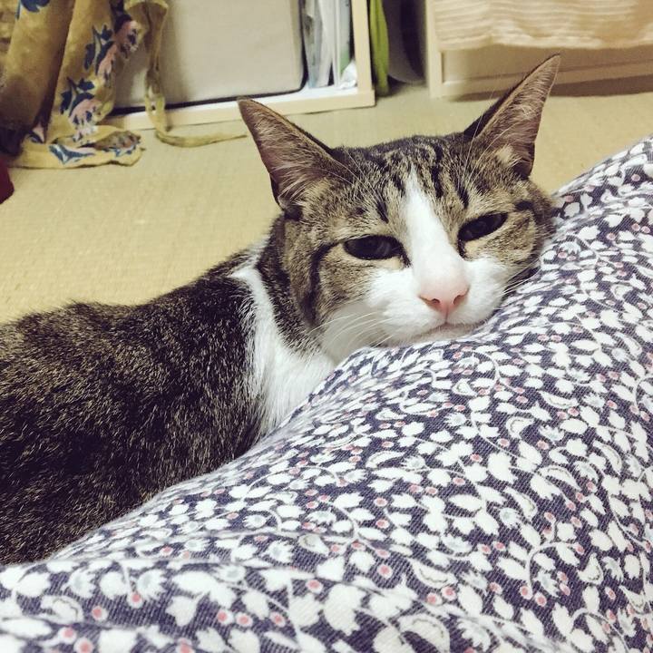 8f6a7d42 2714 4729 971a a2f62319c2f1