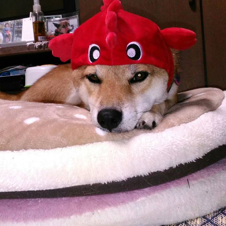 8f7f2438 7c0d 47a0 9e8f 058f616b65ac