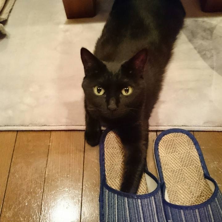 8f81e9a1 4cc1 47d2 9952 fe735084503b