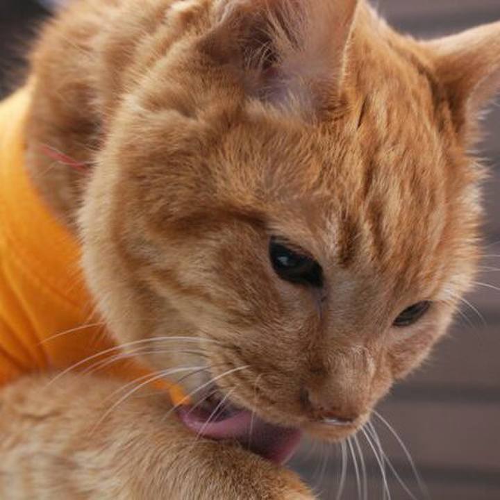 8f9718c9 a4c5 4217 9ab8 d621217f338a