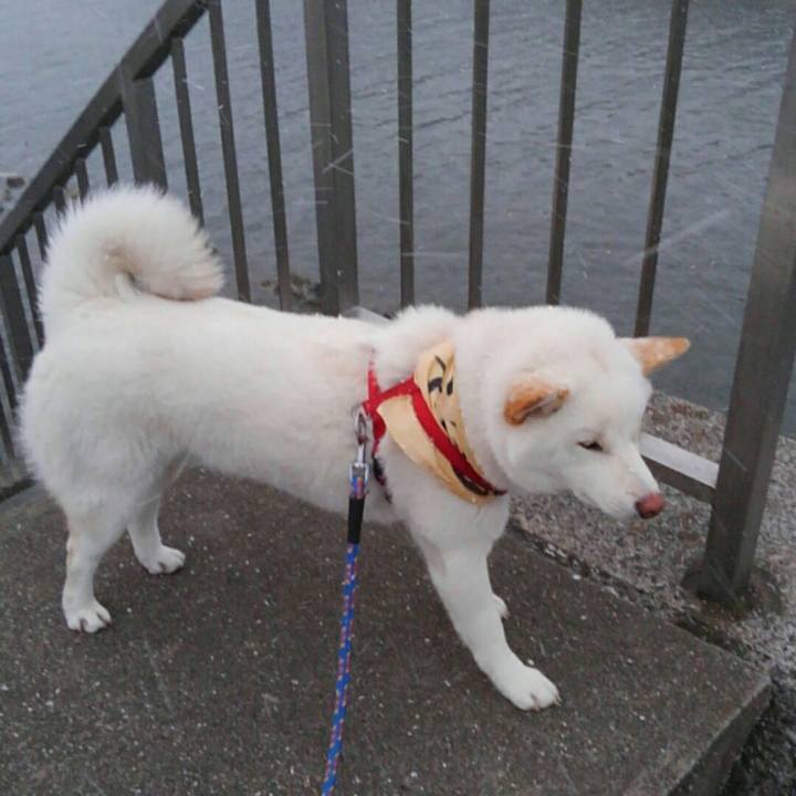 8f993d3b b250 4675 b89f 05d28e3ce0af