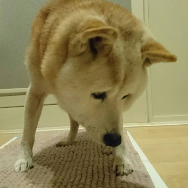 8f9c18c3 79bf 4cb0 9079 8e30161ad618