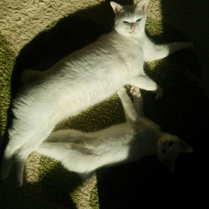 8f9c5eb8 5d4b 4482 87f4 0ed8e59d9f7f