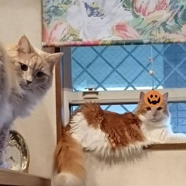 8fa606b5 fbff 46d9 9dff d38a7dd54bf5