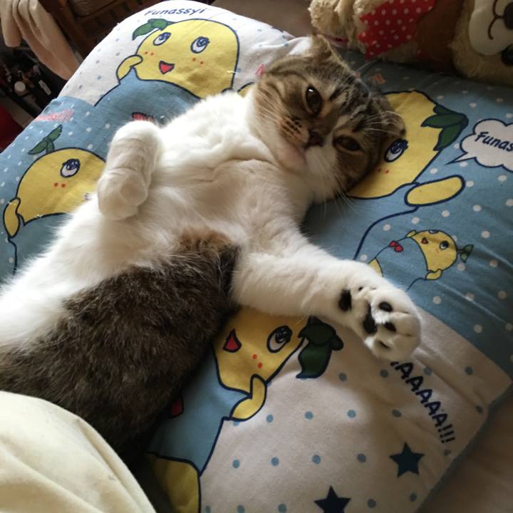 8fa817b7 fff0 40dc b761 855fe6605f5b