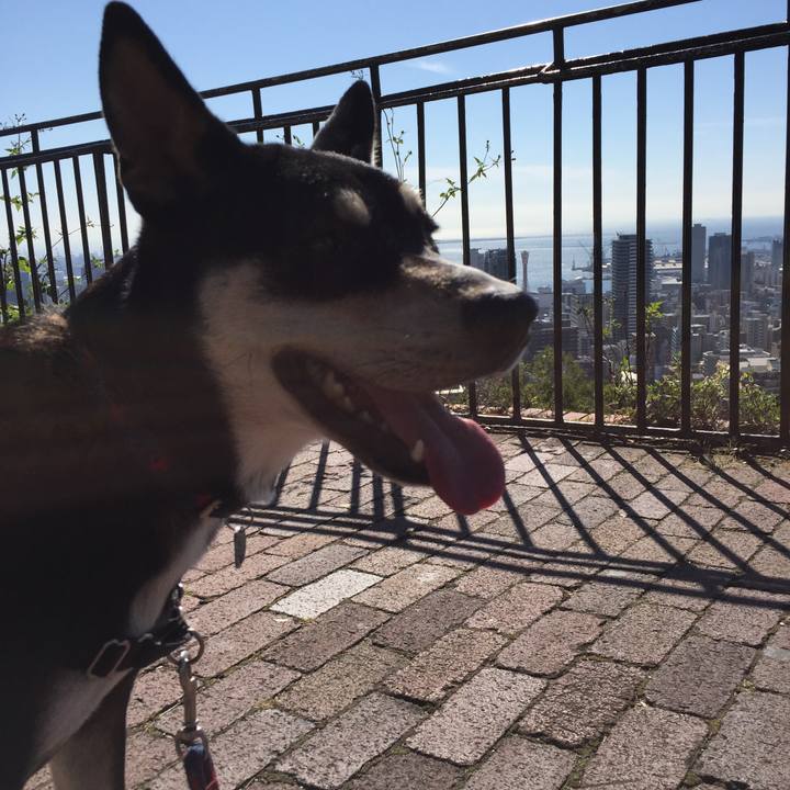 8fb161c6 d398 441f a7de ef83a20c76c9