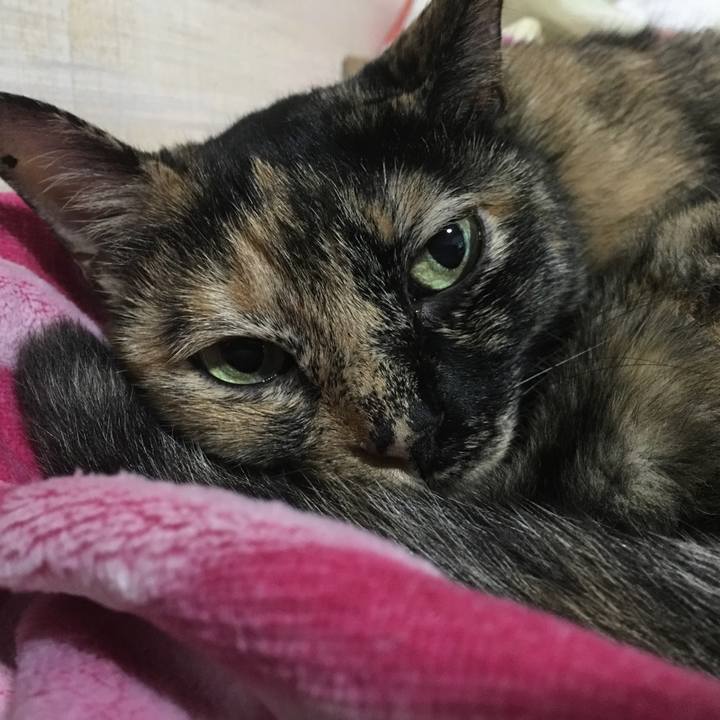 8fc08ce3 90a4 4921 913d 0de3a800fd7e