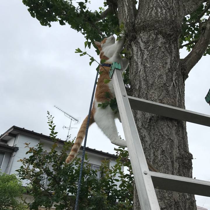 8fc1f00a a775 4e34 8f4a 4f14ded54f1b