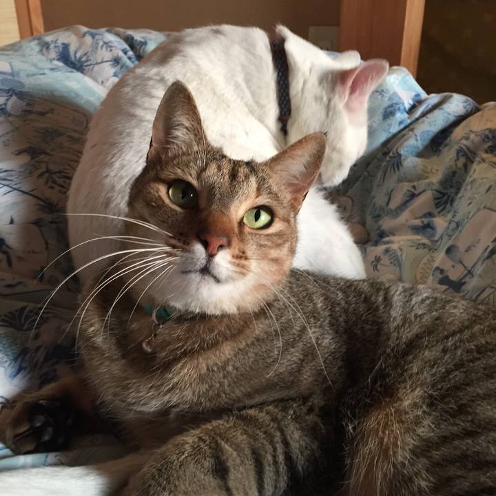 8fc86fe8 9810 485e 9911 12459bbb410f