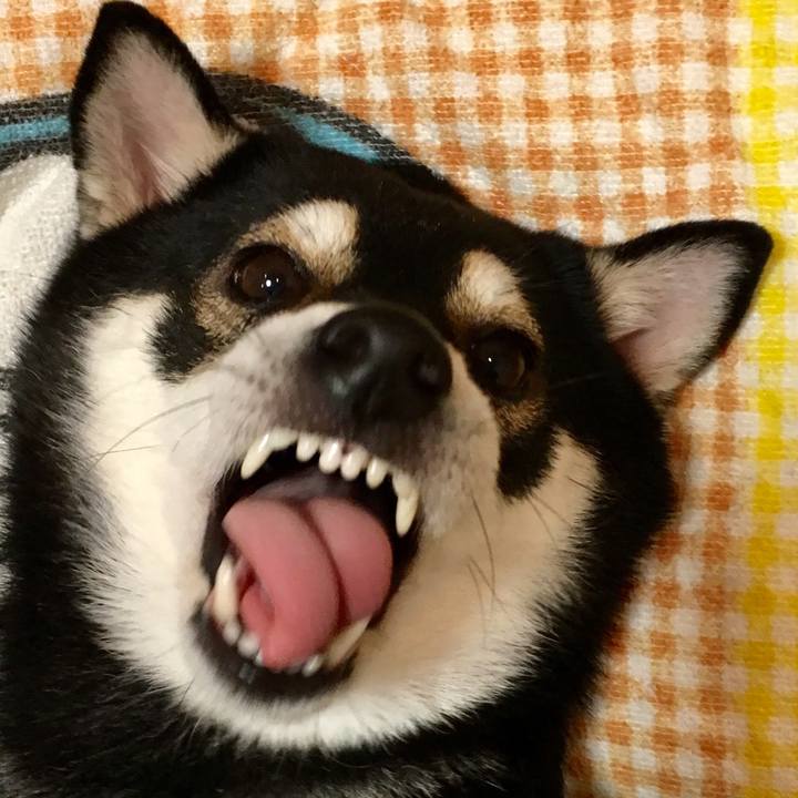 8fc8a309 a49b 40b0 90f6 449225fd5a62