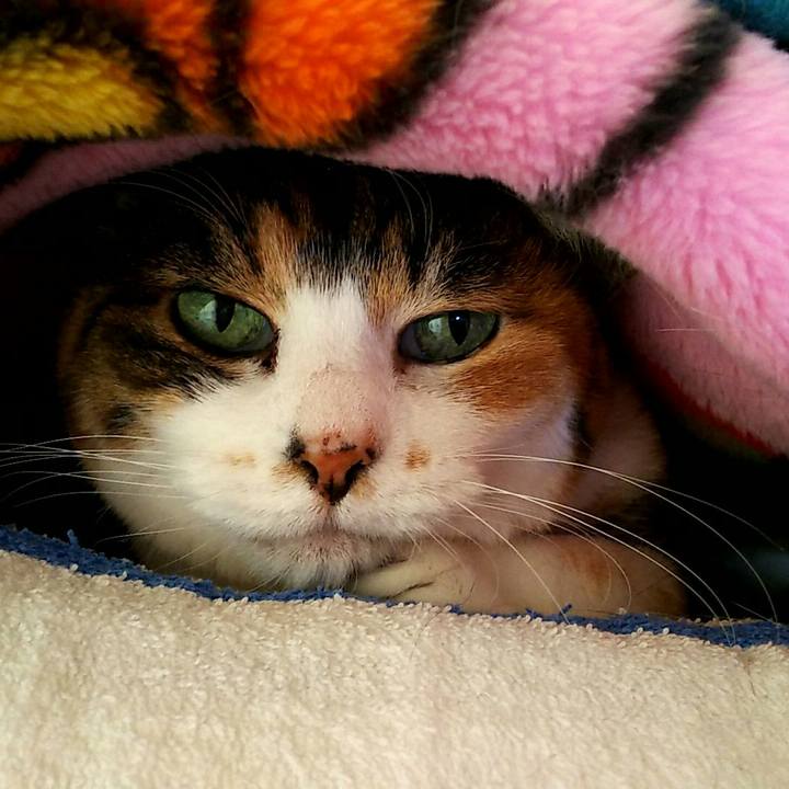 8fca7e8f a70a 4a65 bca4 329590ec5eed