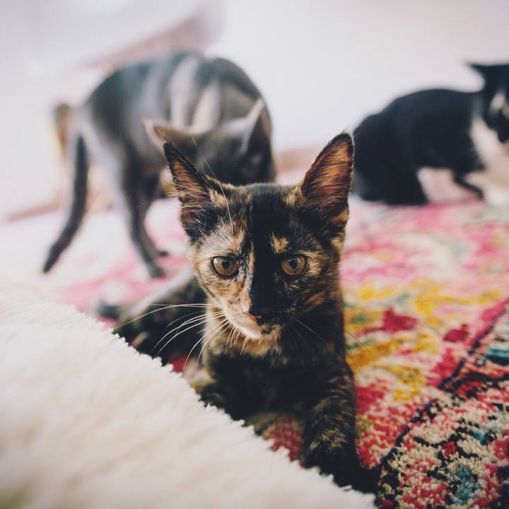 8fcadffb 5245 4f4d 8abb 80b7337fe2a2