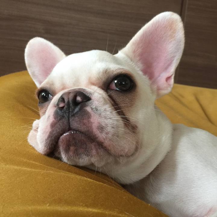 8fcce821 aefa 4c17 8bd3 d580403dfbb3