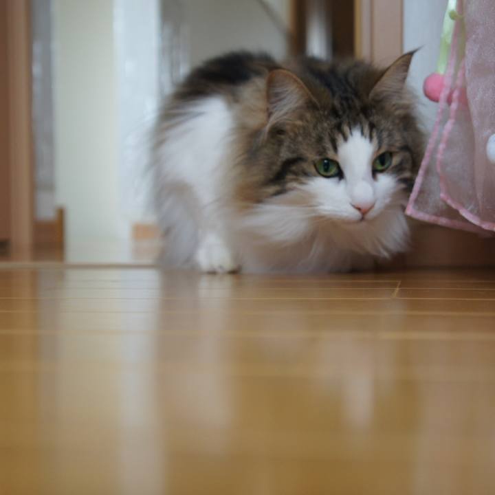 8fd27eaf cd26 493f 8572 8259fd82670e