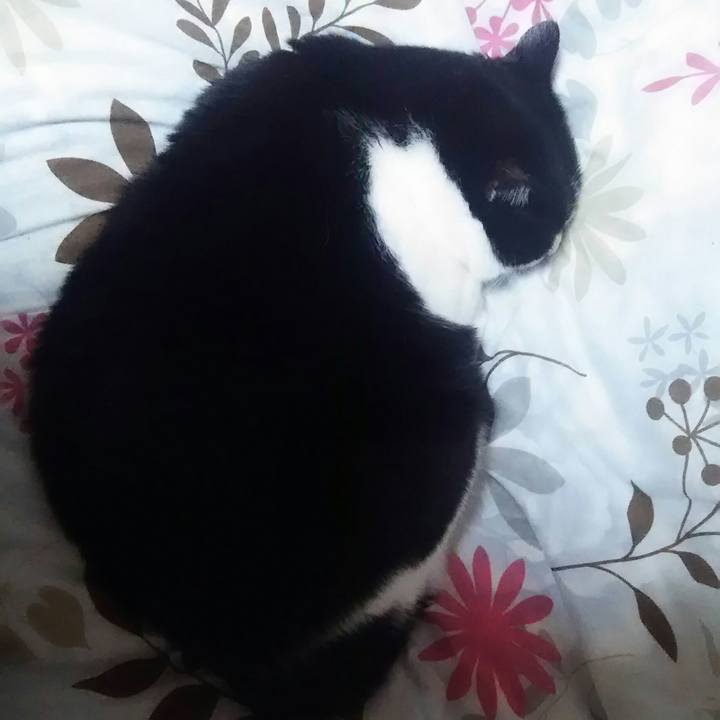 8fd4548d d18f 4c60 af35 be149cc112ee