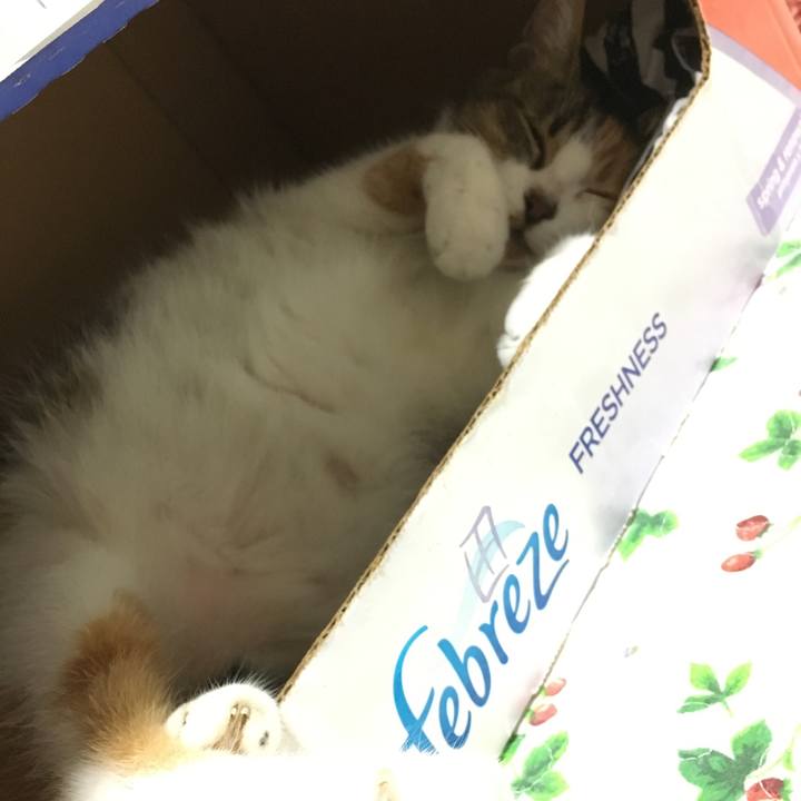 8fdef4c0 ff6d 4a31 a91f 15136fd2ec6c