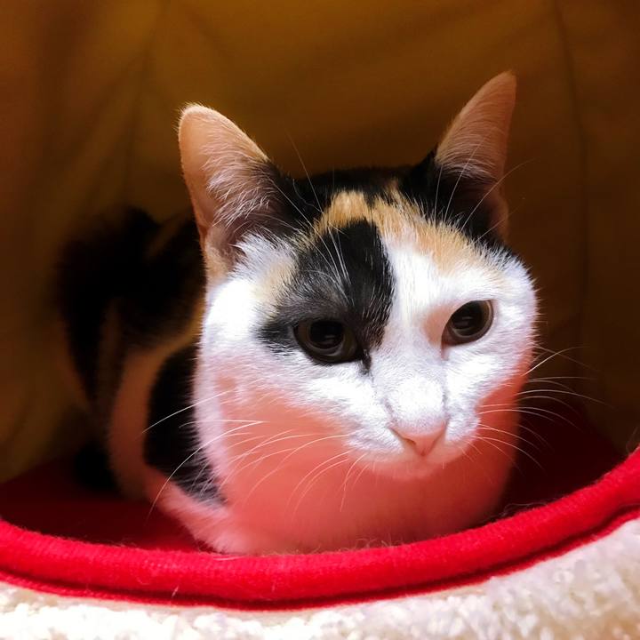 8fe6b6df 46fb 45cb 8e76 25d6e8eaca0f