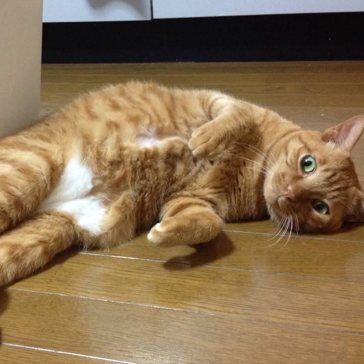 8fea995c f3df 4c65 9864 8a3212e9fe30