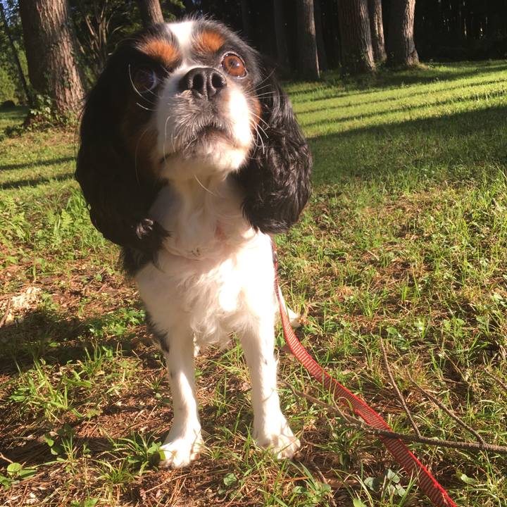 8feca99e 8aeb 429b b0c1 d3204db4fd7f