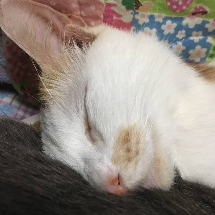 8ff6b2ef 66b3 4403 a43e d4cb73f5f66e