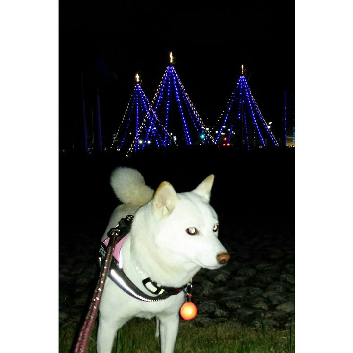 90046d7c 1023 447e 983f bc0253101586