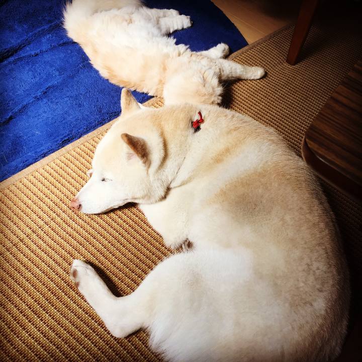 9008e004 4de5 4244 a12c b7fca0437ab4