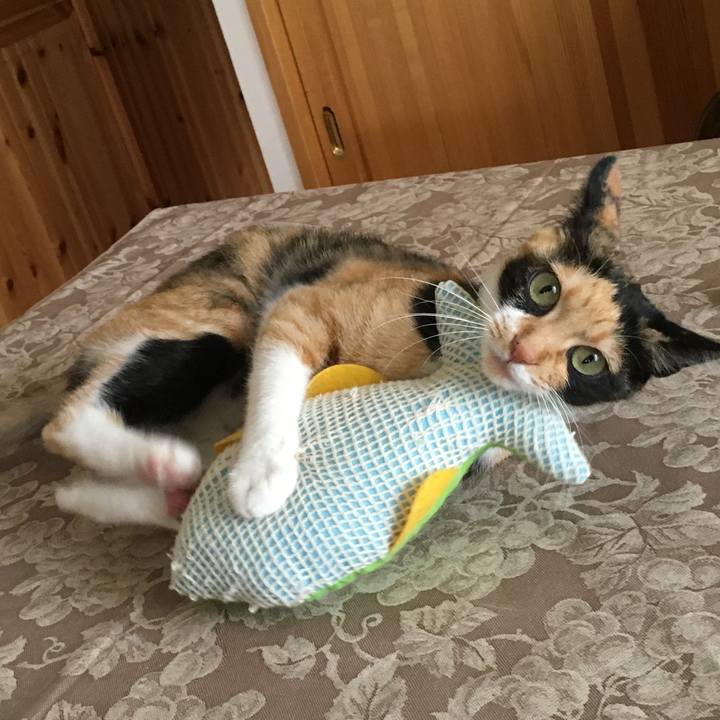 901fedc7 cb7c 4c30 99c2 ae296bc5e497