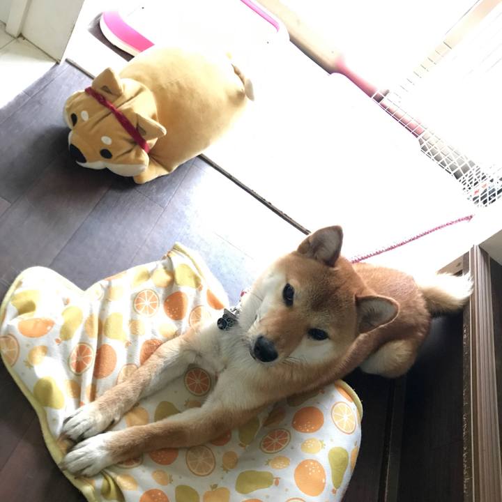 9025c1fc 6a95 41a4 8c6e fdc04296c4af