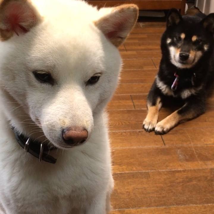 9032099d 62b4 4445 8219 c1ab520446d2