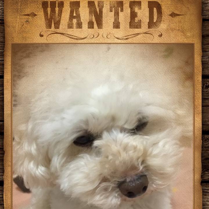 90328363 fb1c 4482 835c ce241ad7cb6a