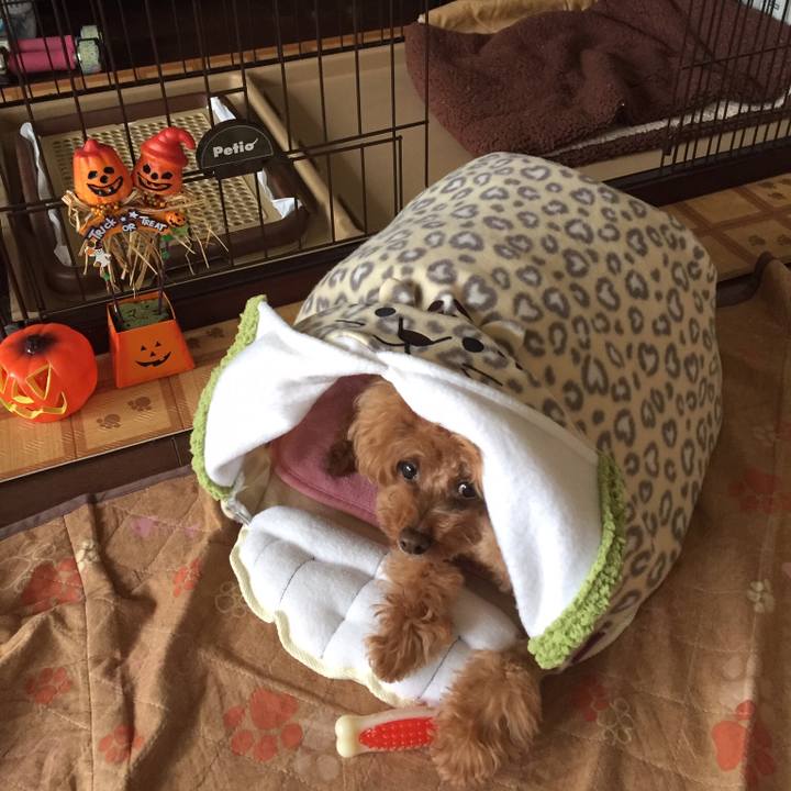 9035f5f1 f9d8 4d65 a114 f557d6117831