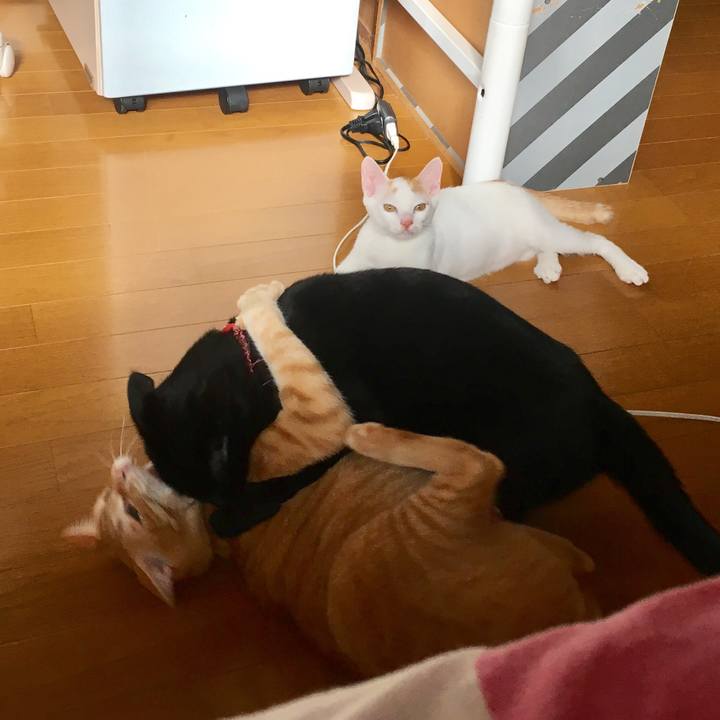 9037f8cf e81d 49ba 9d9b b2a8e86daac9