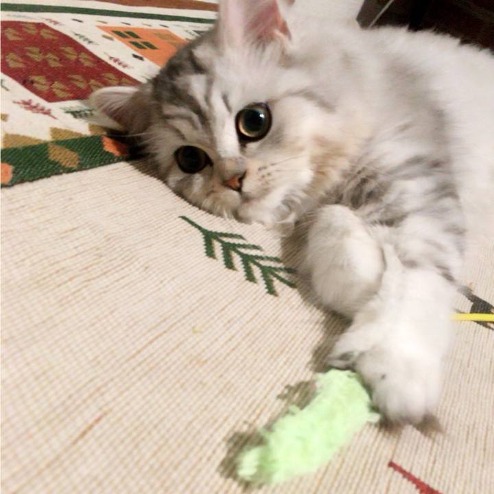 90511895 fe8b 43c3 9113 90b869db026c