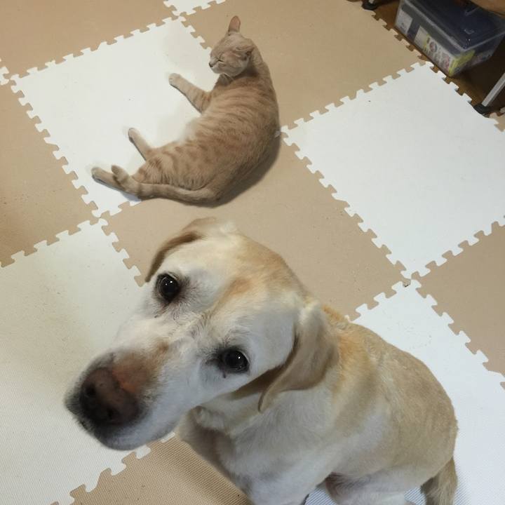 90699d51 814c 4c0b b3f4 c0adfe819d3f