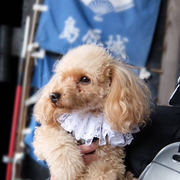 9076c8a7 374b 4aef 9733 06d5bad4c325