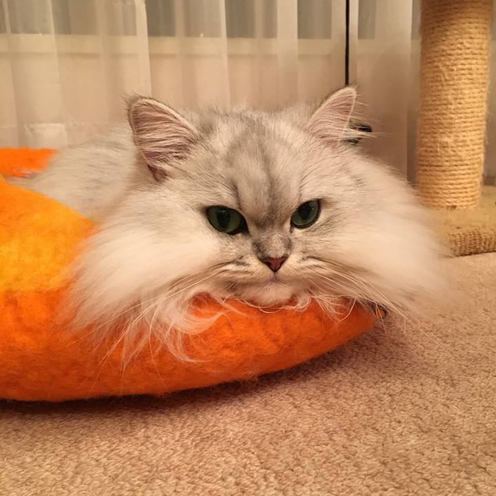 90a0f66b 232b 4c14 8675 8b3a5e5e6f69