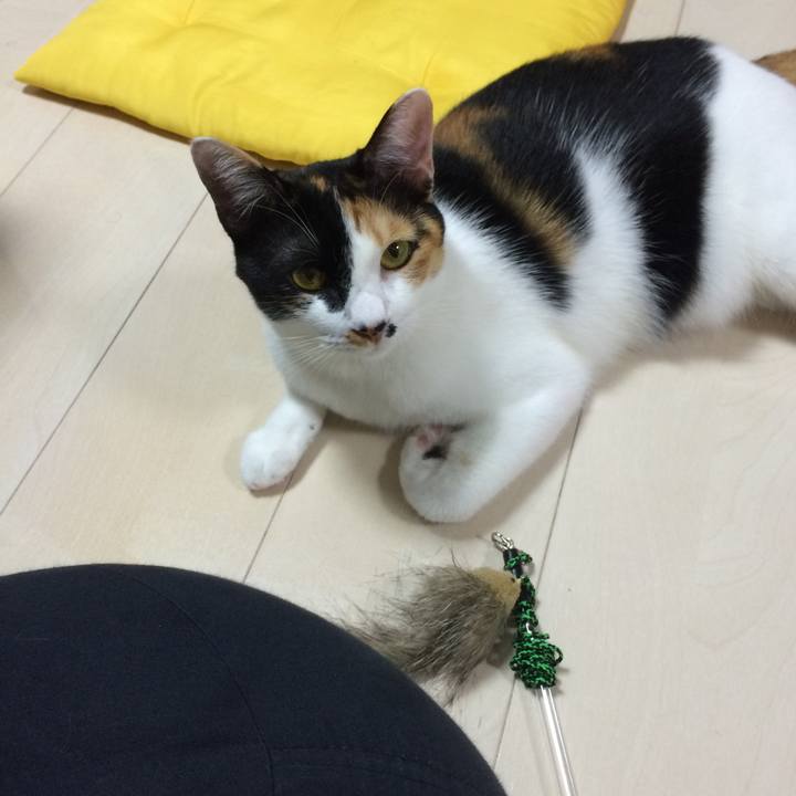 90a38a8d cded 480c a634 bfb4b0a64b0d