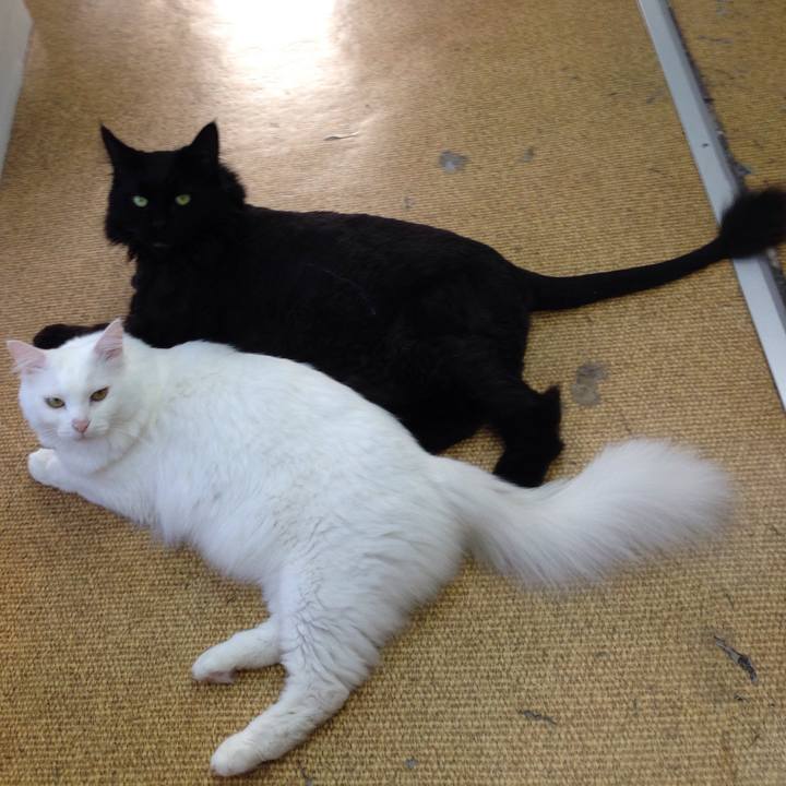 90ab8b60 9553 4cd1 b8a8 73db613387ce